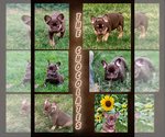 Image preview for Ad Listing. Nickname: Litter of 8