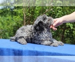 Small #19 Poodle (Toy)