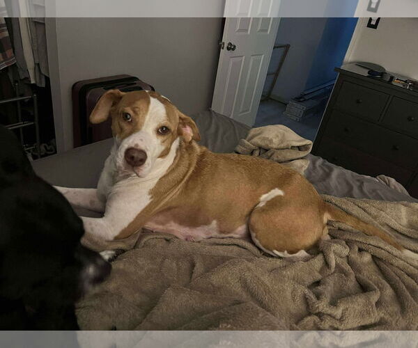 Medium Photo #9 Labrador Retriever-Unknown Mix Puppy For Sale in Derwood, MD, USA