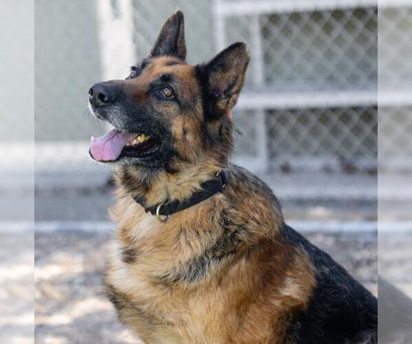 Medium Photo #2 German Shepherd Dog Puppy For Sale in Camarillo, CA, USA