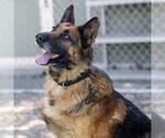 Small #1 German Shepherd Dog