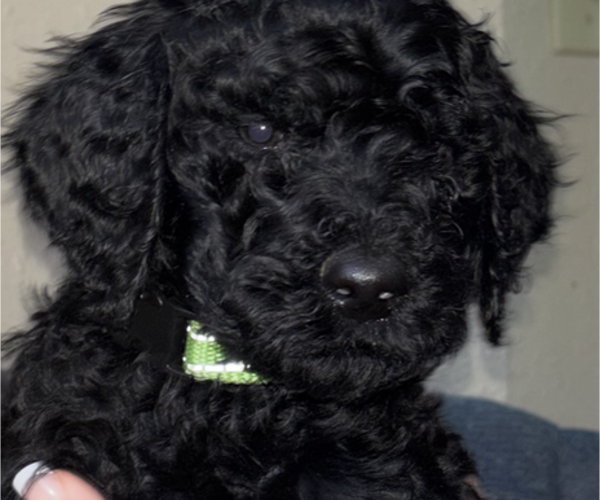 Medium Photo #10 Poodle (Standard) Puppy For Sale in DEXTER, MO, USA