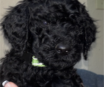 Puppy Puppy 3 Poodle (Standard)