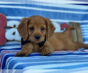 Golden Retriever Puppy for sale in LANCASTER, PA, USA