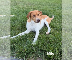 Mutt Dogs for adoption in Westminster, MD, USA