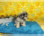 Small Photo #7 Goldendoodle-Poodle (Toy) Mix Puppy For Sale in COLORADO SPRINGS, CO, USA