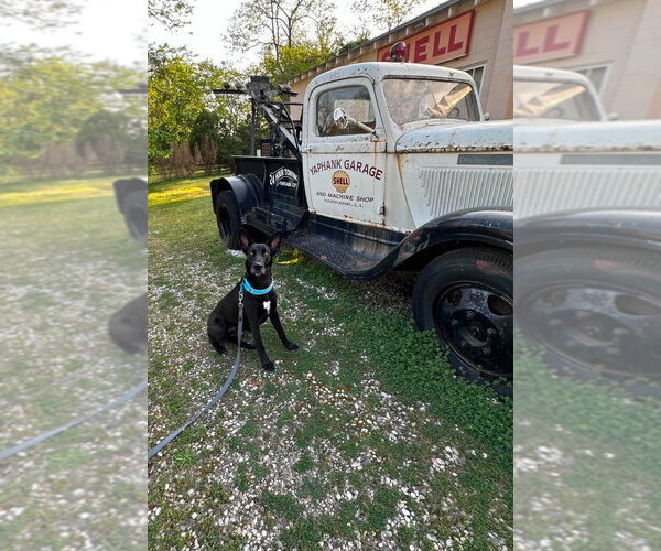 Medium Photo #7 Great Dane-Unknown Mix Puppy For Sale in Bullard, TX, USA