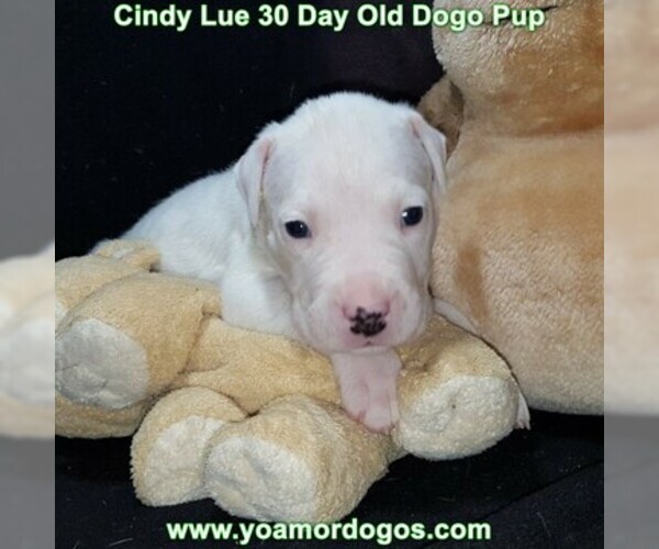 Medium Photo #56 Dogo Argentino Puppy For Sale in PINEVILLE, MO, USA