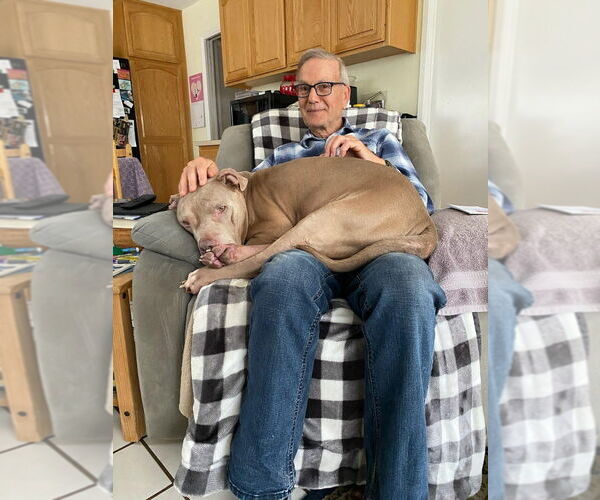 Medium Photo #31 American Staffordshire Terrier-Unknown Mix Puppy For Sale in Lake Forest, CA, USA