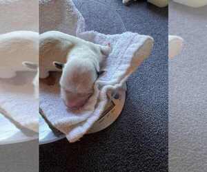 Medium Coton de Tulear