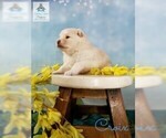 Small #10 Pomeranian-Pomsky Mix