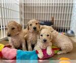 Small Photo #8 Goldendoodle Puppy For Sale in ZEBULON, NC, USA