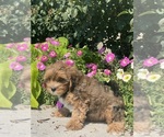 Small #5 Lhasa Apso-Poodle (Toy) Mix