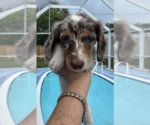 Puppy Puppy 4 Levi Dachshund