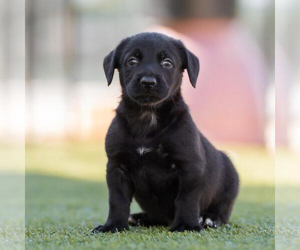 Medium Photo #4 Dachshund-Unknown Mix Puppy For Sale in San Diego, CA, USA