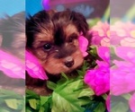 Small Photo #4 Yorkshire Terrier Puppy For Sale in AKRON, OH, USA