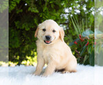 Small #5 Golden Retriever