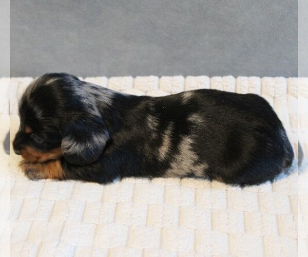 Medium Photo #8 Dachshund Puppy For Sale in HONEY BROOK, PA, USA