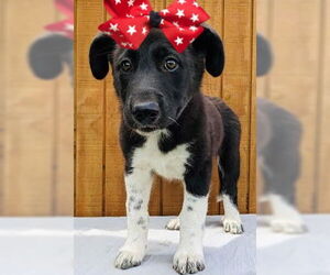 Borador Dogs for adoption in Mt. Laurel, NJ, USA