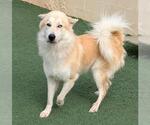 Small #2 Great Pyrenees-Huskies  Mix