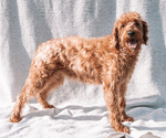 Small Photo #1 Miniature Labradoodle Puppy For Sale in NORWALK, CT, USA