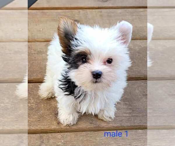 Medium Photo #1 Yorkshire Terrier Puppy For Sale in CONKLIN, NY, USA