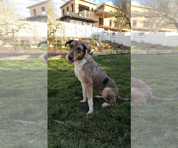 Medium Photo #2 Great Dane-Unknown Mix Puppy For Sale in Salt Lake City, UT, USA