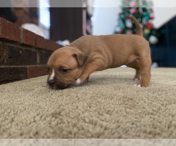 Medium Photo #8 American Bully Puppy For Sale in SAINT CHARLES, MO, USA