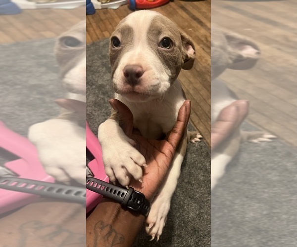 Medium Photo #5 American Bully Puppy For Sale in BUFFALO, NY, USA