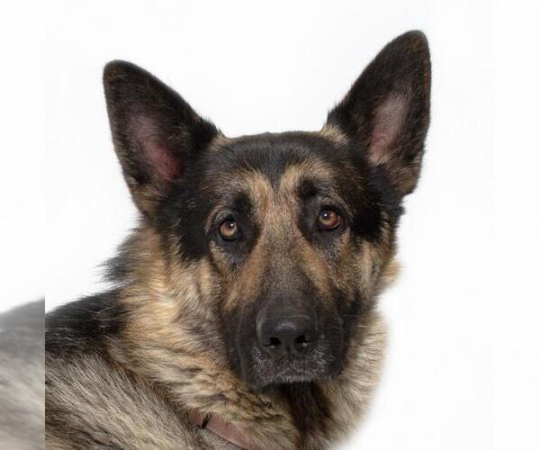 Medium Photo #1 German Shepherd Dog Puppy For Sale in Santa Barbara, CA, USA