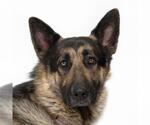 Small German Shepherd Dog