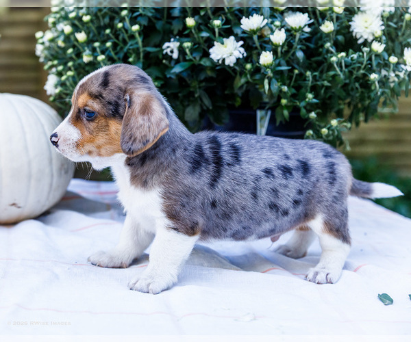 Medium Photo #5 Dorgi Puppy For Sale in WAKARUSA, IN, USA