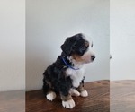 Small #10 Bernese Mountain Dog