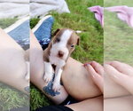 Small #1 American Staffordshire Terrier-Labrador Retriever Mix