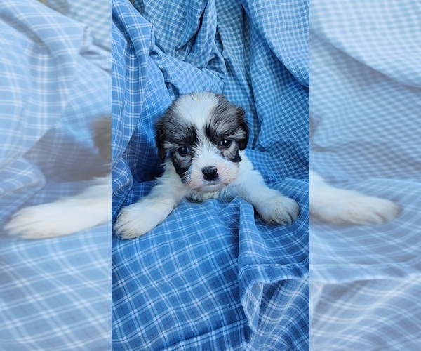 Medium Photo #15 Zuchon Puppy For Sale in GREENWOOD, WI, USA