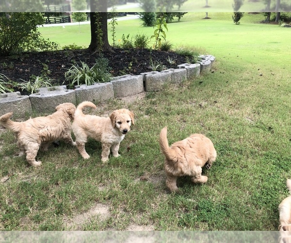 Medium Photo #4 Goldendoodle Puppy For Sale in CUMMING, GA, USA
