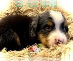 Small Photo #5 Bernese Mountain Dog Puppy For Sale in CLINTON, MO, USA