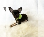 Small #8 Chihuahua