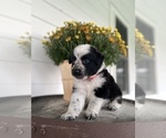 Small Photo #1 Border-Aussie Puppy For Sale in BLMGTN, IN, USA