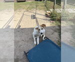 Small #3 German Shepherd Dog-Treeing Walker Coonhound Mix
