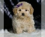 Small #3 Maltipoo