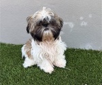 Small #1 Shih Tzu