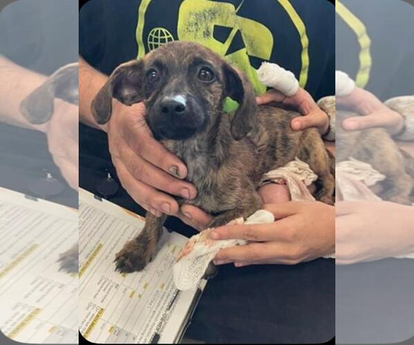 Medium Photo #3 Chiweenie Puppy For Sale in Los Angeles, CA, USA