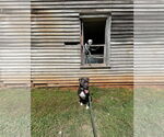 Small #3 American Staffordshire Terrier Mix