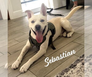 Sebastian #adventure-ready - Male Labsky Dog for Adoption - Photo #5
