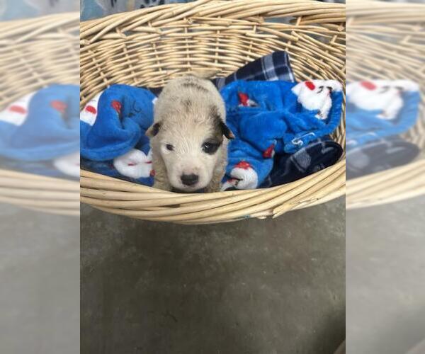Medium Photo #1 Saint Pyrenees Puppy For Sale in Rosenberg, TX, USA