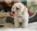 Small Photo #14 Zuchon Puppy For Sale in RENO, NV, USA