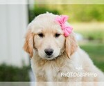 Small #2 Golden Retriever