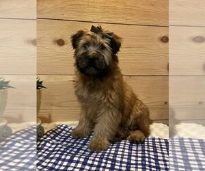 Soft Coated Wheaten Terrier Puppy for Sale in DOSS, Missouri USA