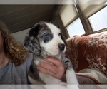 Puppy 10 Catahoula Leopard Dog